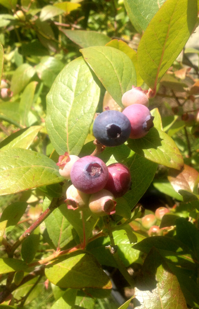 blueberries
