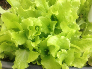lettuce