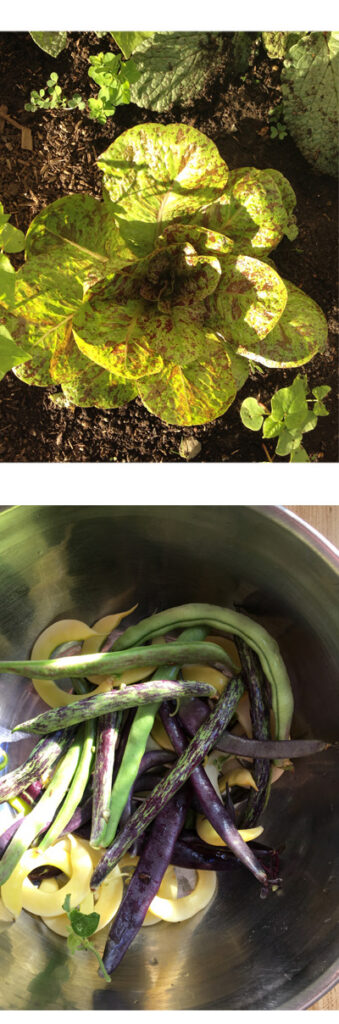 lettucebeans